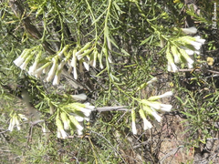 Baccharis linearis