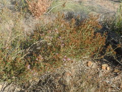 Stoebe rugulosa