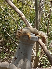 Sciurus niger