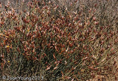 Lasiosiphon polycephalus