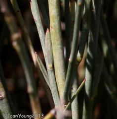 Lasiosiphon polycephalus