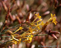 Lasiosiphon polycephalus