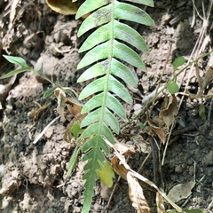 Pleopeltis polypodioides