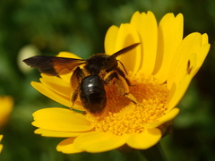 Andrena pyropygia
