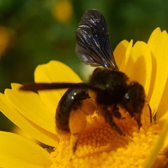 Andrena pyropygia