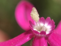 Silene scabriflora