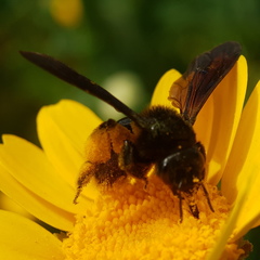 Andrena pyropygia