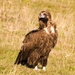 Cinereous Vulture - Photo (c) rociomar, some rights reserved (CC BY-NC)