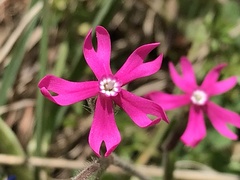 Silene scabriflora
