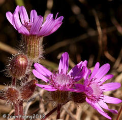 Senecio macrocephalus