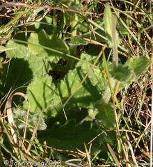 Senecio macrocephalus