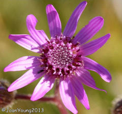 Senecio macrocephalus