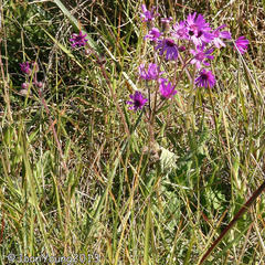 Senecio macrocephalus