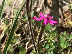 Silene scabriflora