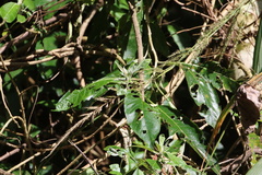 Cryptocarya natalensis