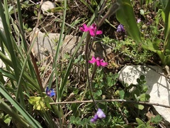 Silene scabriflora