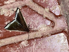 Pseudarista pagasusalis