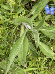Centaurea
