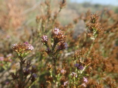 Stoebe rugulosa