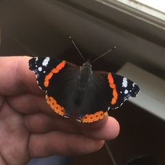 Vanessa atalanta atalanta
