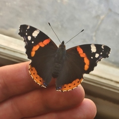 Vanessa atalanta atalanta