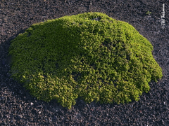 Baccharis magellanica