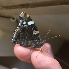 Vanessa atalanta atalanta