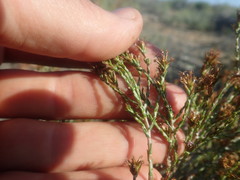 Stoebe rugulosa