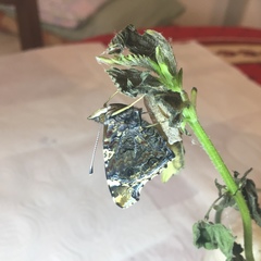 Vanessa atalanta atalanta