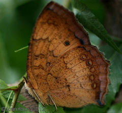 Catacroptera cloanthe cloanthe