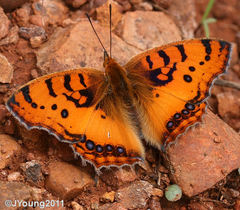 Catacroptera cloanthe cloanthe