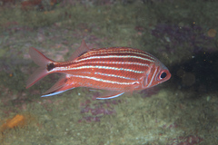 Sargocentron cornutum