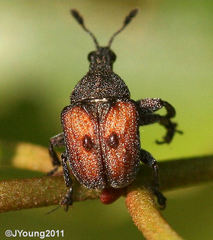 Scotopsinus bituberculatipennis