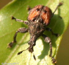Scotopsinus bituberculatipennis