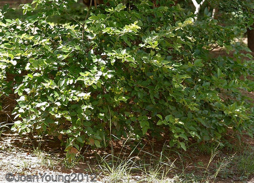 Bush Plum