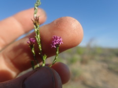 Stoebe rugulosa