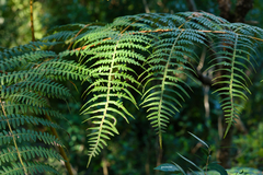 Pteridium arachnoideum
