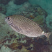 Scribbled Rabbitfish - Photo (c) Mark Rosenstein, some rights reserved (CC BY-NC), uploaded by Mark Rosenstein