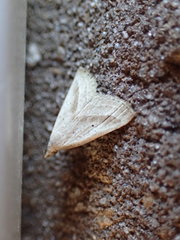 Macrochilo hypocritalis