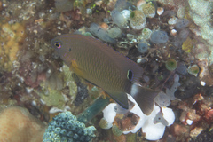 Pomacentrus bankanensis