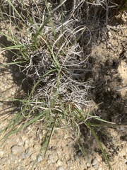 Bouteloua rigidiseta