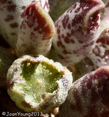 Adromischus cooperi