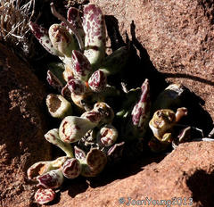 Adromischus cooperi