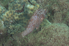 Pteragogus enneacanthus