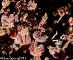 Crassula lanuginosa lanuginosa