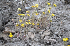 Tussilago farfara