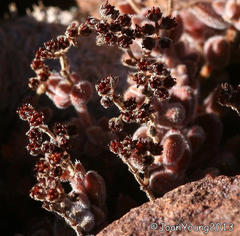 Crassula lanuginosa lanuginosa