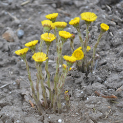 Tussilago farfara