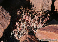 Crassula lanuginosa lanuginosa