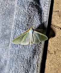 Stemorrhages sericea